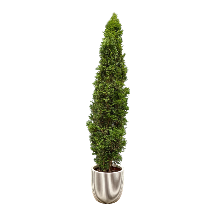 Thuja